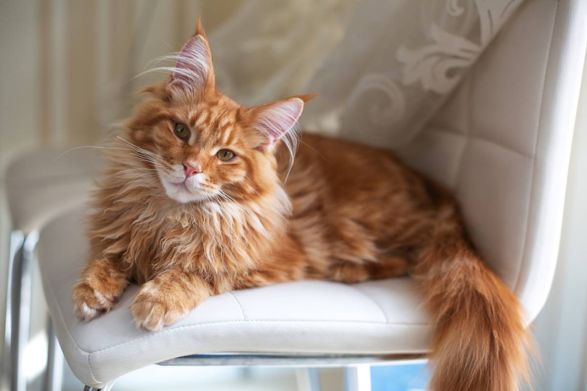 Orange and white long haired clearance cat breed